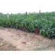 Одисео F1 (Odiseo) Одисео F1 (Odiseo)