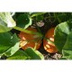 Ориндж Съмър F1-Orange Summer F1 Ориндж Съмър F1-Orange Summer F1