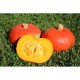 Ориндж Съмър F1-Orange Summer F1 Ориндж Съмър F1-Orange Summer F1